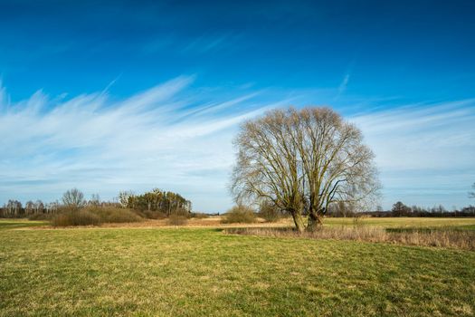 View of a meadow with a big tree and clouds at the sky, Nowiny, Poland