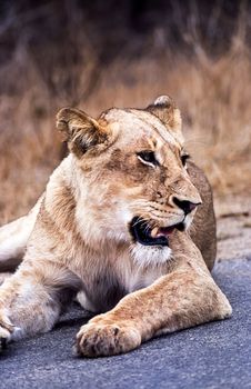 Lion, (Panthera leo), Kruger National Park, Mpumalanga, South Africa, Africa
