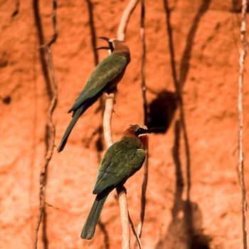 Whitefronted Bee-eater (Merops bullockoides), Selous Game Reserve, Morogoro, Tanzania, Africa