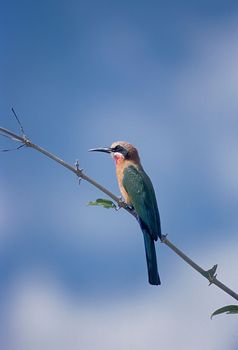 Whitefronted Bee-eater (Merops bullockoides), Selous Game Reserve, Morogoro, Tanzania, Africa