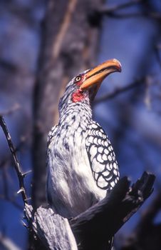 Southern Yellowbilled Hornbill (Tockus flavirostris), Central Kalahari Game Reserve, Ghanzi, Botswana, Africa