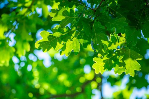 Branch with green oak leaves and sunlight, summer view