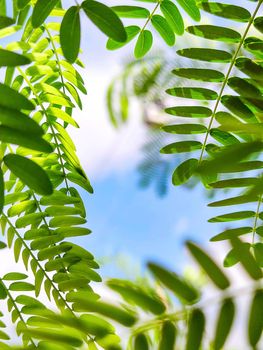 Background of bright green acacia leaves in form of frame, with clear sky in center, close-up