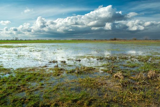 Wet meadow after a downpour, spring landscape in eastern Poland