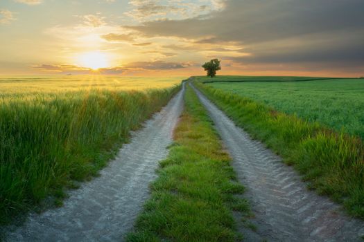 Dirt road between fields and sunset, picturesque eastern Poland, summer day