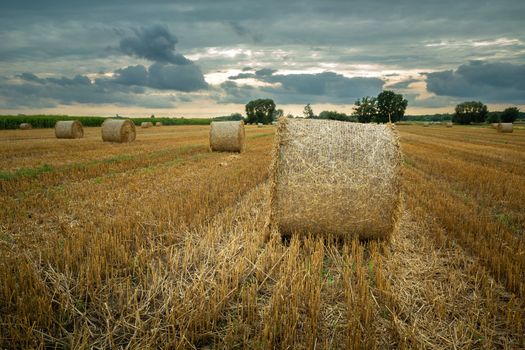 Round straw bales in the field and cloudy sky, summer view