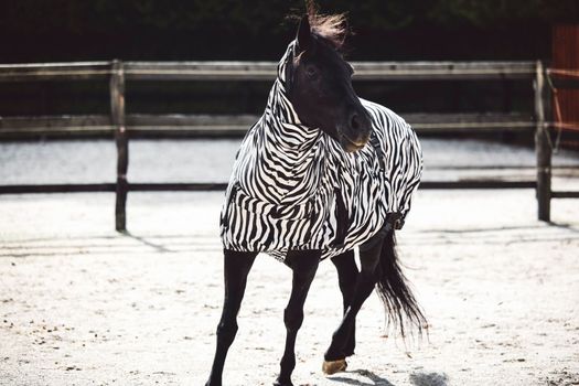 Horse wearing a coat with zebra pattern because of a skin rash, allergy, so his skin is protected. Happy horse eating, running around on the ranch.