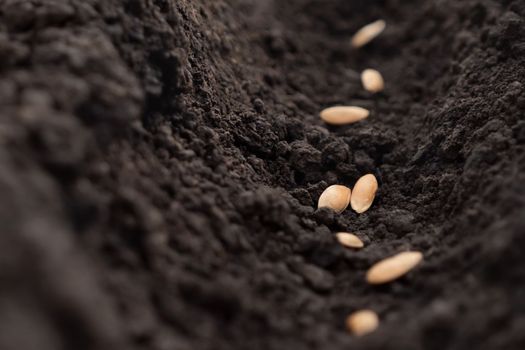 Farming seeds soil ground. Row seed sowing. Seeding plant soil furrows garden soil earth garden dirt. Organic agriculture. Planting crops. Planting seedlings growing vegetables farming garden. Closeup