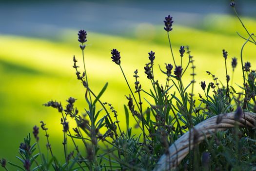 Close up of lavender flowers and sunlit green grass in the background