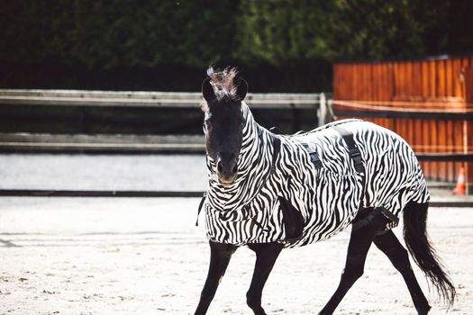 Horse wearing a coat with zebra pattern because of a skin rash, allergy, so his skin is protected. Happy horse eating, running around on the ranch.