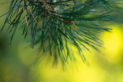 Abstract sprig of green spruce on a sunlit background