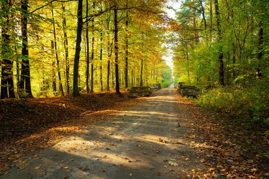 Dirt road through the autumn sunny forest, Zarzecze eastern Poland