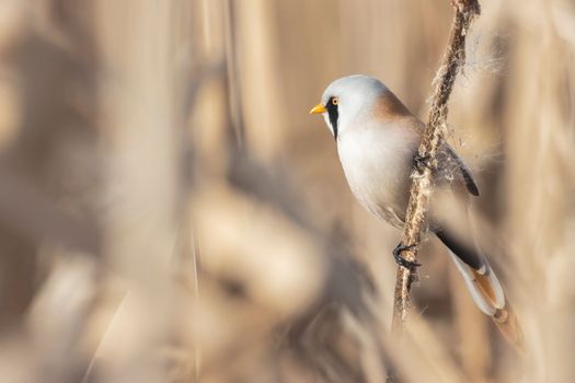 bird with a black mustache sits on a reed in spring, wild nature