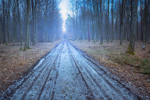 Frozen dirt road through a cold forest, eastern Poland