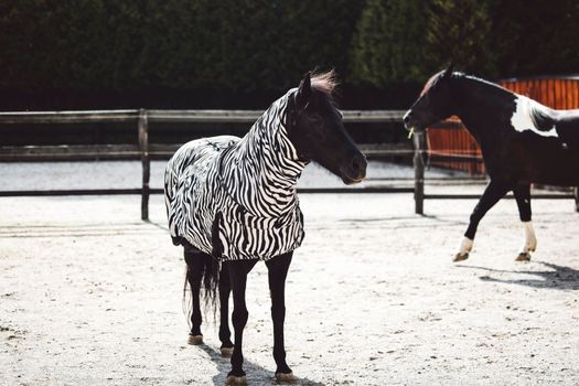 Horse wearing a coat with zebra pattern because of a skin rash, allergy, so his skin is protected. Happy horse eating, running around on the ranch.