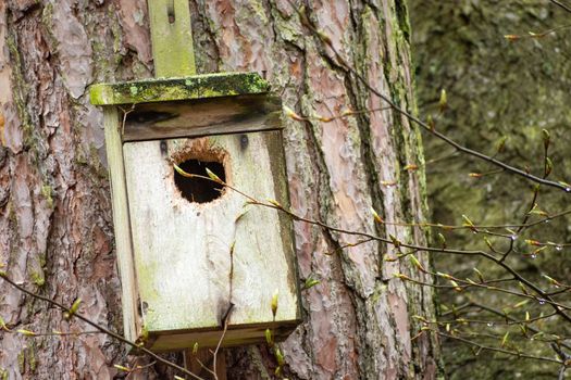 A wooden nesting box for birds hanging on a tree, spring view