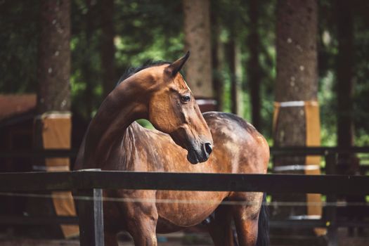 Beautiful brown horse standing in front of his stables ready for horse back riding. Majestic animal, a horse at a ranch in Slovenia.