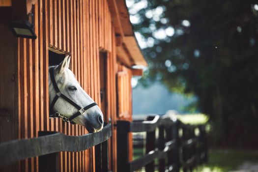 Curious white horses head peaking out of the window at the stables, horse looking out the window. Horse ranch in Slovenia.
