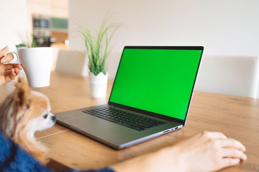 Young caucasian woman holding credit card and using laptop computer. Businesswoman working at home. Online shopping, e-commerce, internet banking, spending money, working from home concept. High quality photo