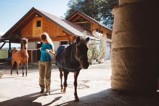 Mature caucasian woman, owner of the horse, taking him out for a walk around the ranch. Beautiful brown horse walking with his trainer on a summer day.