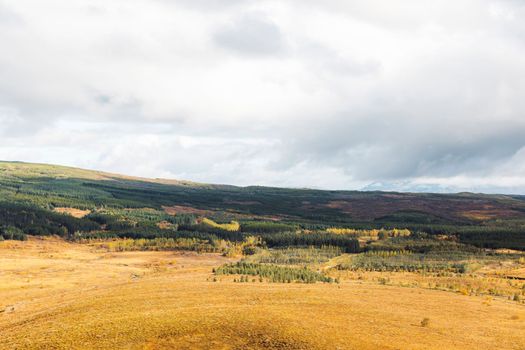 Iceland inland in autumn, green grass turning yellow, grey clouds in the sky, never ending coniferous forest extending throughout the land.