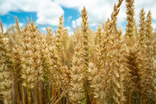 Close up of wheat ears and white clouds on blue sky