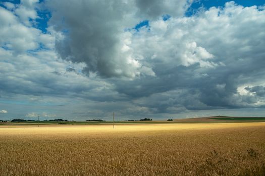Cloudy sky over a large field with golden grain