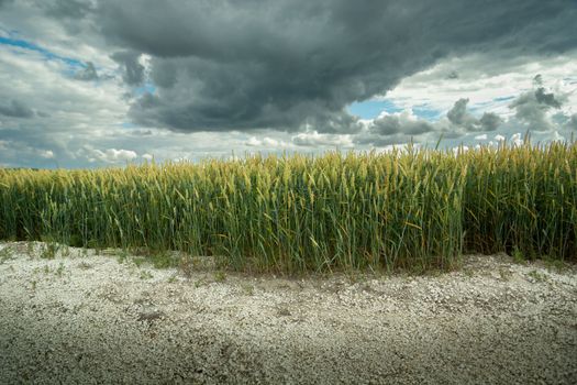 Cloudy sky over a field of wheat growing on dry ground, summer rural view