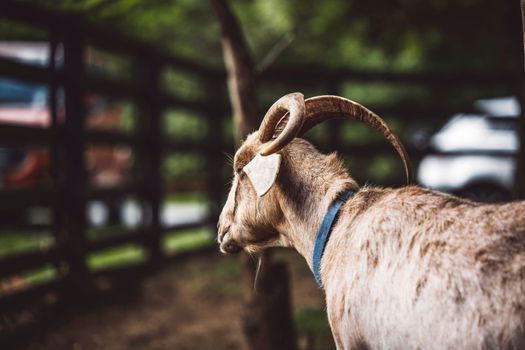 Side view from the back, goat on the ranch cooling down in the shade of forest on a hot summer day.