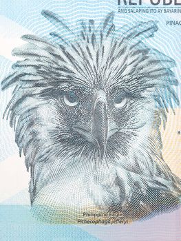 Philippine Eagle a portrait from money - Peso