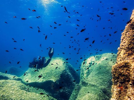 person diving near the rocky seabed that is covered in small green algae, a school of red fish swim around it and the golden sun reflects on the surface of the sea water