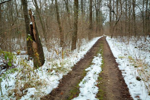 Dirt road in the snow-covered forest of eastern Poland, Lubelskie Okszow