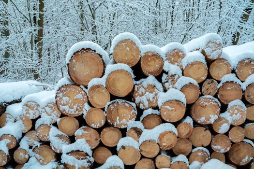 Snow on cut stumps in the wintry forest, Pile of firewood