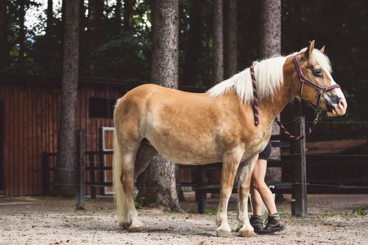 Beautiful brown horse standing in front of his stables ready for horse back riding. Majestic animal, a horse at a ranch in Slovenia.