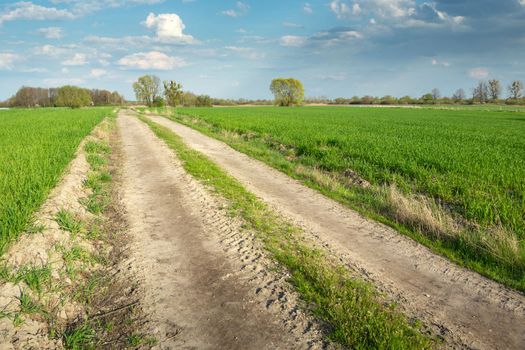 Rural road between green fields, rural scenery in May, eastern Poland