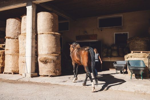 Mature caucasian woman, owner of the horse, taking him out for a walk around the ranch. Beautiful brown horse walking with his trainer on a summer day.