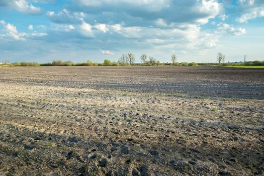 Wild animal tracks in a plowed field, spring view in eastern Poland