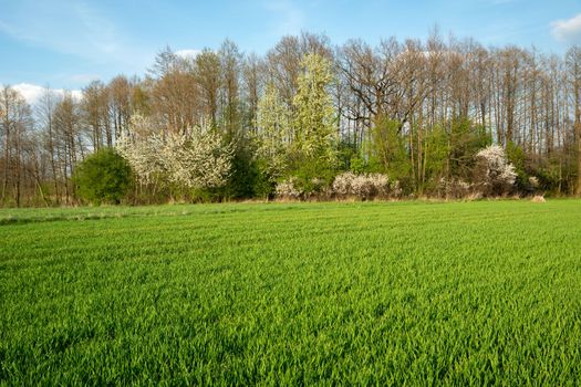 Green rural field and blooming spring forest, eastern Poland
