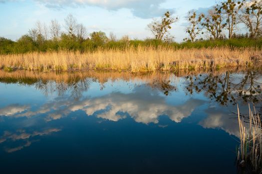 Reflection of clouds and trees in the blue water of a pond with dry reeds, spring day, Stankow eastern Poland