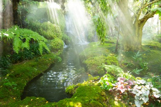 Beautiful spring moss and fern in the garden under big trees, Chiang Mai, Thailand
