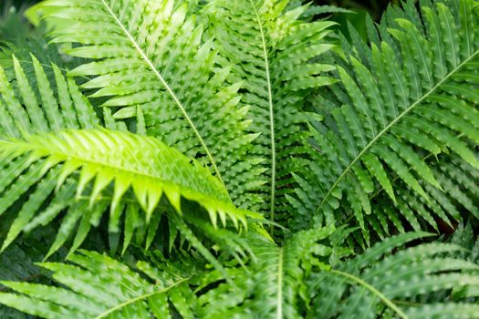 High angle view of fresh green fern leaves in springtime.