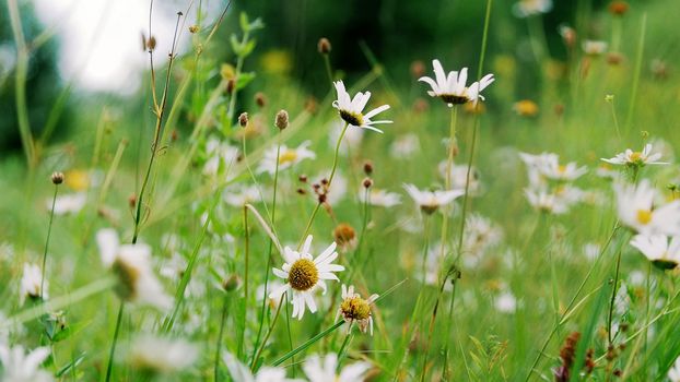 Chamomile field, lawn in the forest with flowering daisies, summer. High quality photo