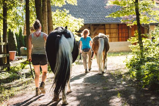 caucasian woman trainer in shorts taking out for a ride a black horse on a leash, walking side by side on a beautiful sunny day on the ranch. 