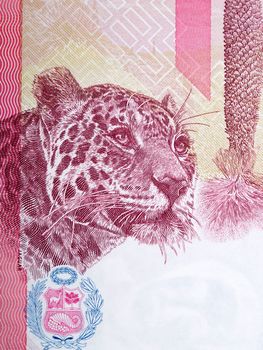 Portrait of a jaguar from Peruvian money - Soles