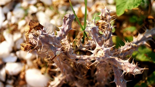 close-up, dry big needles on a cactus. High quality photo