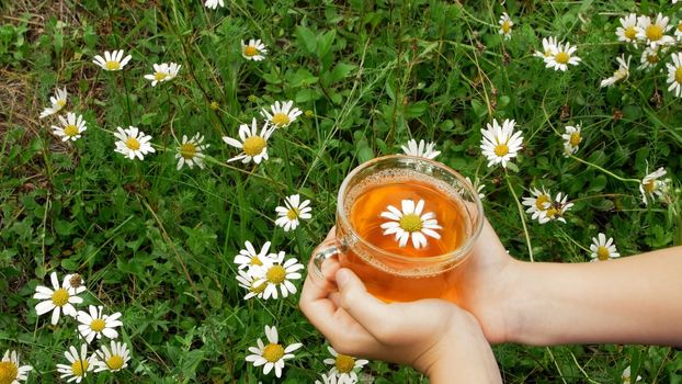 Close-up, against the background of chamomile and green grass, children's hands hold a glass cup with chamomile tea. Up in the cup there is a beautiful daisy. High quality photo