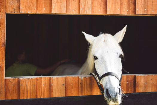 Curious white horses head peaking out of the window at the stables, horse looking out the window. Horse ranch in Slovenia. 