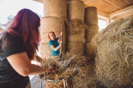 Caucasian woman working at the ranch preparing hay to take to the horses stables. Woman using tools to lift the hay into a wheelbarrow. 