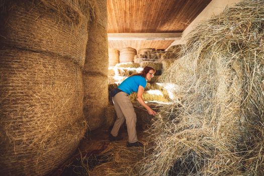 Caucasian woman working at the ranch preparing hay to take to the horses stables. Woman using tools to lift the hay into a wheelbarrow. 