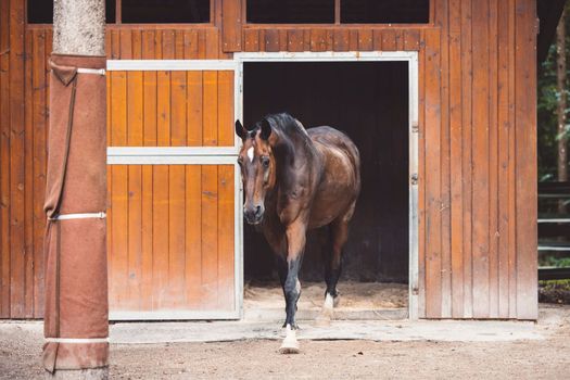 Beautiful brown horse standing in front of his stables ready for horse back riding. Majestic animal, a horse at a ranch in Slovenia. 